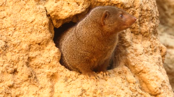 Common dwarf mongoose (Helogale parvula), sometimes just called dwarf mongoose, is small African carnivore belonging to mongoose family (Herpestidae). — Stock Video