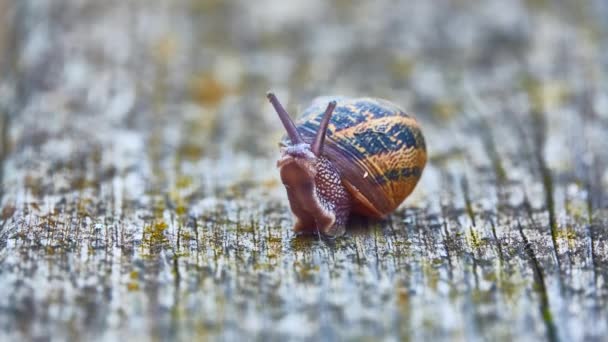 Helix pomatia, nom commun escargot romain, escargot de Bourgogne, escargot comestible, est une espèce de grand escargot terrestre, comestible, respirant l'air, mollusque gastéropode pulmonaire terrestre de la famille des Helicidae. .