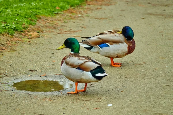 Canard Colvert Anas Platyrhynchos Appartient Sous Famille Des Anatinae Famille — Photo