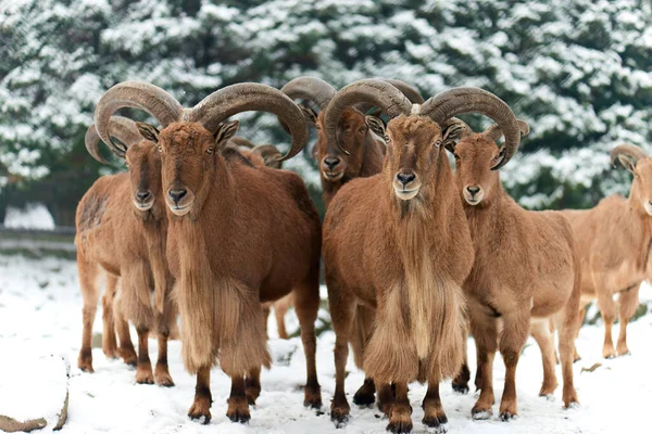 Barbary Sheep Ammotragus Lervia Species Caprid Goat Antelope Native Rocky — Stock Photo, Image