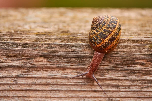 Helix Pomatia Een Slakkensoort Uit Familie Van Helicidae Slakken Helicidae — Stockfoto