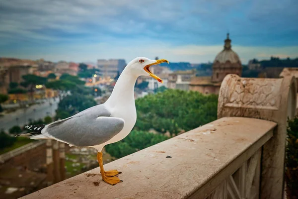 意大利罗马天坛圣母玛利亚大教堂附近的灰色海鸥 — 图库照片