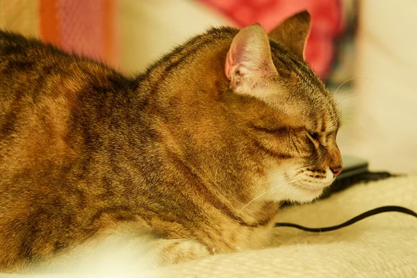 Gatto Grigio Poggia Sul Letto Appartamento — Foto Stock