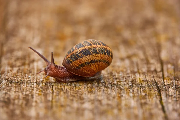 Helix Pomatia Common Names Roman Snail Burgundy Snail Edible Snail — Stock Photo, Image