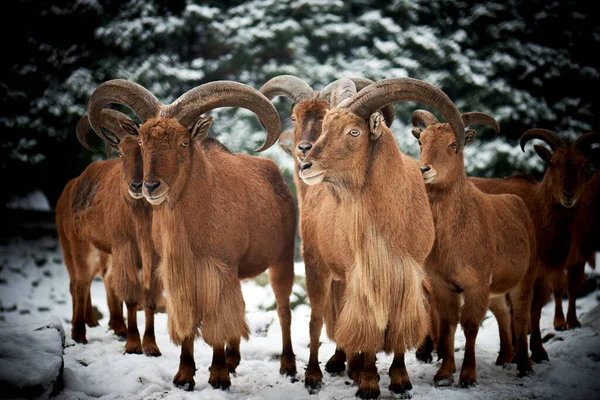 Barbary Sheep Ammotragus Lervia Species Caprid Goat Antelope Native Rocky — Stock Photo, Image