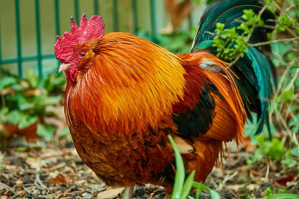 Rooster Also Known Cockerel Cock Male Gallinaceous Bird Usually Male — Stock Photo, Image