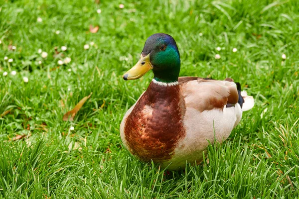 マガモ Anas Platyrinchos 水鳥の家族Anatidaeの亜科Anatinaeに属します ドレイク は光沢のある緑色の頭を持ち 翼と腹に灰色です — ストック写真