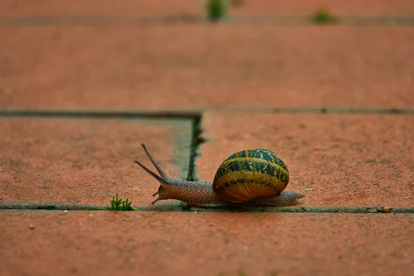 Helix Pomatia 俗称罗马蜗牛 勃艮第蜗牛 可食蜗牛或鳗鱼 Escargot 是一种大型 呼吸空气的陆地蜗牛 陆生豆类腹足软体动物 — 图库照片