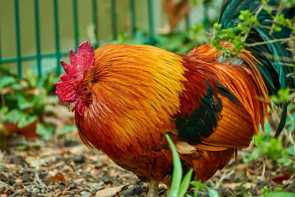 也被称为公鸡或公鸡 是雄性不育鸟 通常是雄鸡 家养鸡 — 图库照片