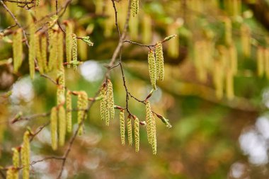 Huş ağacı küpeleri rüzgarda titriyor.