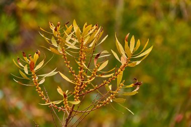 Myrica gale is species of flowering plant in genus Myrica, native to northern and Europe and parts of northern North America. Common names include bog-myrtle sweet willow, Dutch myrtle, and sweetgale. clipart