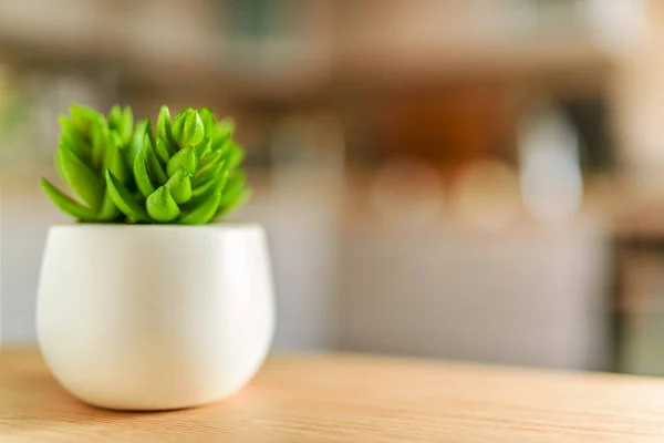 Crassula Een Geslacht Van Tweezaadlobbige Planten Die Veel Soorten Bevatten — Stockfoto