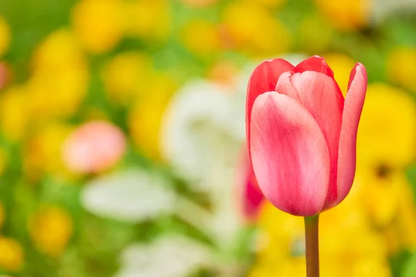 Los Tulipanes Tulipa Forman Género Geófitos Bulbosos Herbáceos Perennes Florecientes —  Fotos de Stock