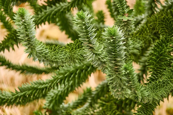 Araucaria Araucana Małpa Puzzle Ogon Drzewa Lub Chilijskiej Sosny Jest — Zdjęcie stockowe