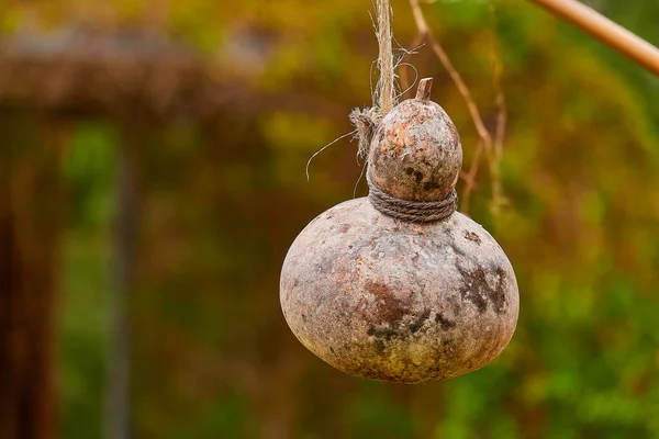 Cucurbita Moschata Uma Espécie Originária América Central Norte América Sul — Fotografia de Stock