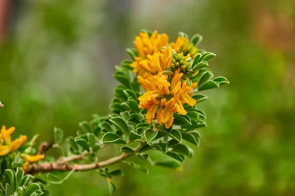 メディカゴ アルボレア Medicago Arboarea エンドウ豆科の植物種である 一般名 ムーン トレフォイル 低木薬 アルファルファ — ストック写真