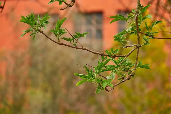 Sambucus Nigra Druhový Komplex Kvetoucích Rostlin Čeledi Adoxaceae Jména Zahrnují — Stock fotografie