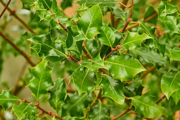 Ilex Aquifolium 常见的Holly English Holly European Holly或偶尔的Christmas 原产于西欧和南欧 北非和东南亚 — 图库照片