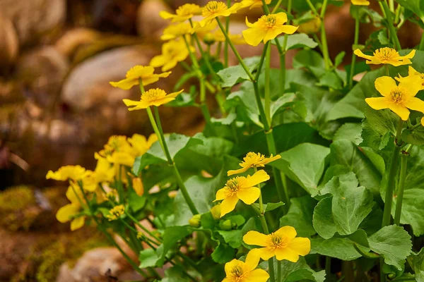 Caltha Palustris Conocida Como Marsh Marigold Kingcup Una Planta Herbácea —  Fotos de Stock