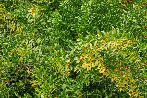 Danae Racemosa 是一种生长缓慢的常绿灌木 直径约60厘米 芦笋科 线虫亚科 — 图库照片