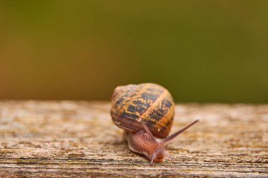 Helix pomatia, yaygın olarak bilinen adıyla Roma salyangozu, Burgundy salyangozu, yenilebilir salyangoz veya salyangoz, Helicidae familyasından büyük, yenilebilir, hava soluyan kara salyangozu, karasal pulmonat yumuşakçaağaç türü..