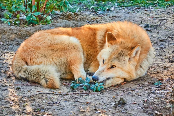 Lobo Vermelho Jaz Chão Uma Clareira Floresta — Fotografia de Stock