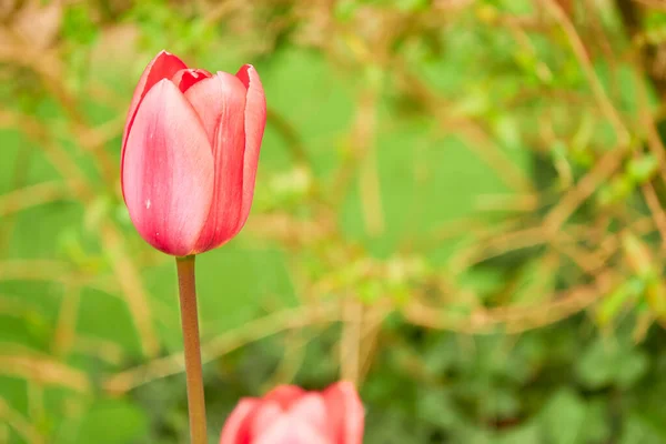 Los Tulipanes Tulipa Forman Género Geófitos Bulbosos Herbáceos Perennes Florecientes —  Fotos de Stock