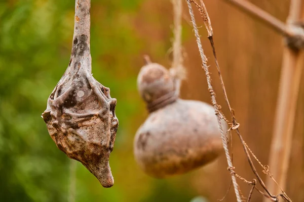 Cucurbita moschata, Orta Amerika ya da Kuzey Güney Amerika kökenli bir tür. Kabak ya da kabak olarak bilinen tarlaları içeriyor..