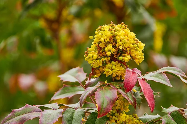 Mahonia Aquifolium オレゴンブドウまたはオレゴンブドウ 北米西部原産のベルベリダセア科の開花植物の一種です — ストック写真