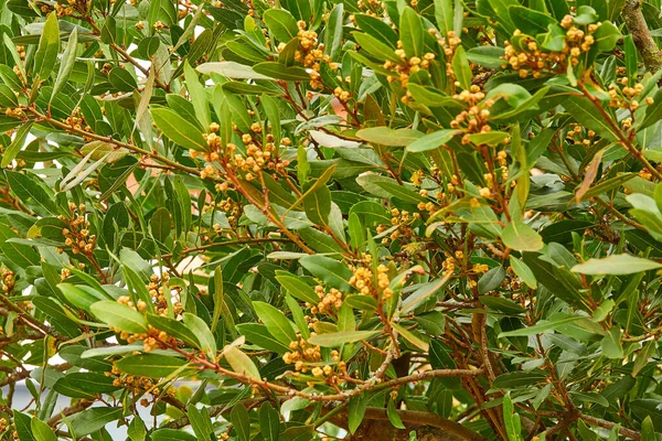 月桂树 希腊月桂树或甜的真月桂树是一种芳香的常绿树或大灌木 有绿色无毛的叶子 在开花的植物科月桂树科 — 图库照片