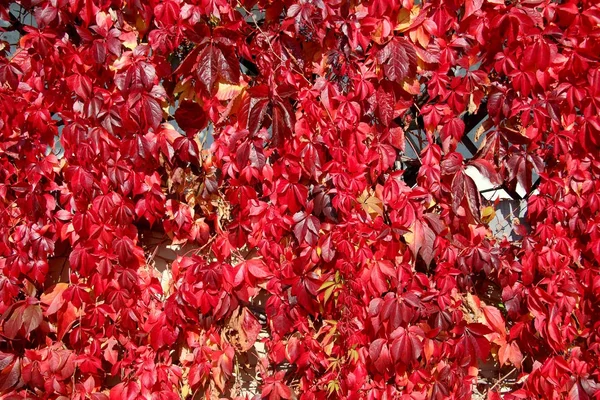 Folhas de outono, fundo — Fotografia de Stock