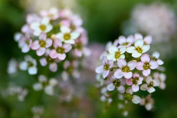 Sweet Alyssum kwiat — Zdjęcie stockowe