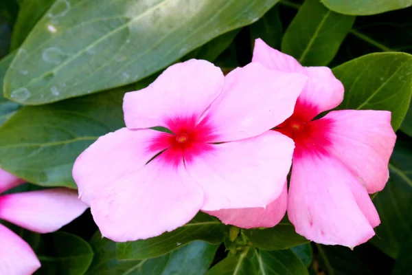 Vinca flower, closeup — Stock Photo, Image