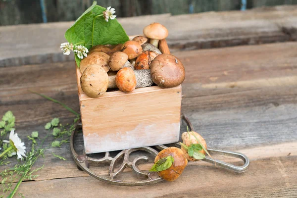 Fresh woodland fungi with boletus mushrooms — Stock Photo, Image