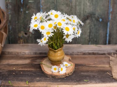 Demet papatya çiçeği