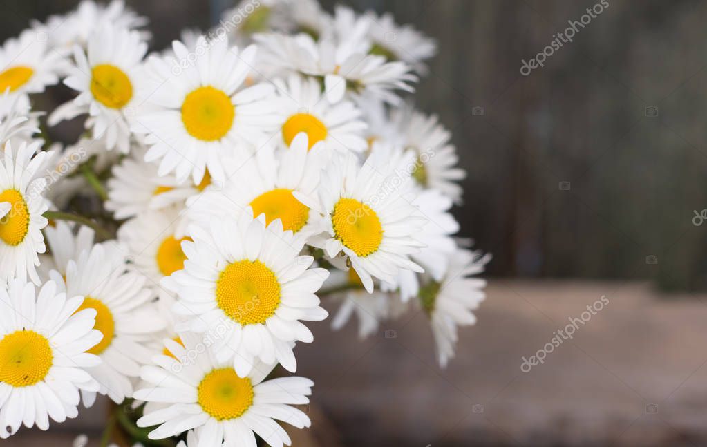 Bunch of chamomile flowers
