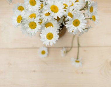 Bunch of chamomile flowers clipart