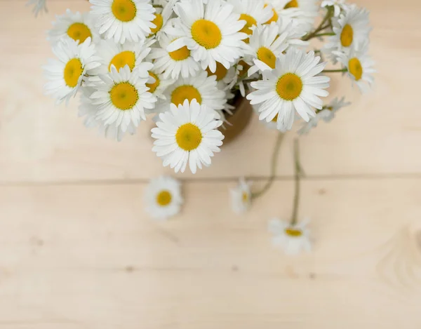 Bos van kamille bloemen — Stockfoto