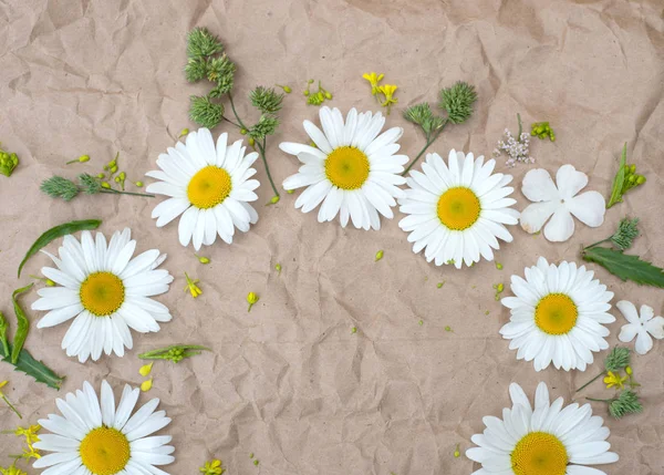 ahşap arka plan üzerinde papatya çiçeği