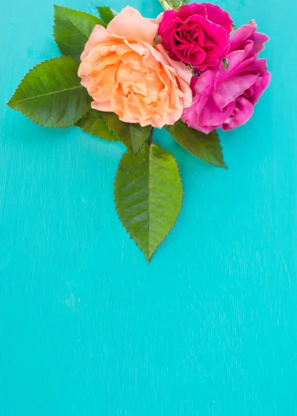 Φρέσκα ροζ και πορτοκαλί τριαντάφυλλα σε μπλε φόντο — Φωτογραφία Αρχείου