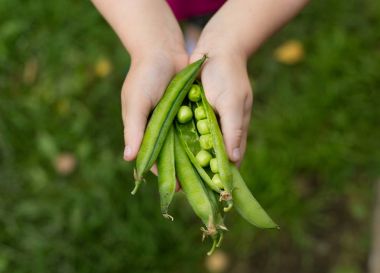 küçük elleri yeşil bezelye
