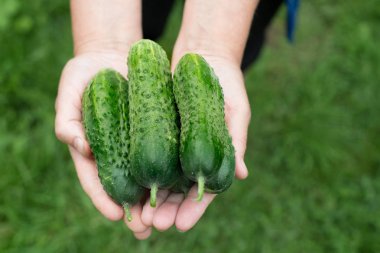 Elinde taze salatalık