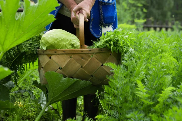 Fresh vegetables in old brown basket — Stock Photo, Image