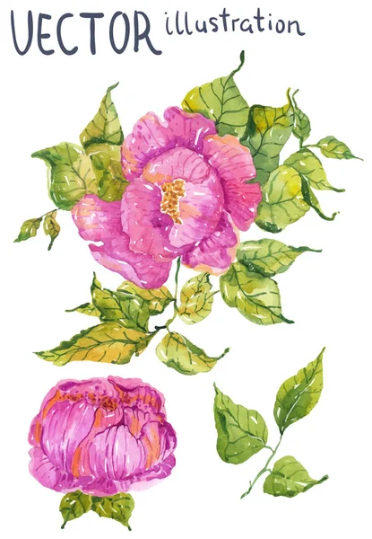 Fiori acquerello: peonia o rosa — Vettoriale Stock