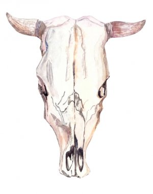Suluboya boğa kafatası üzerinde beyaz