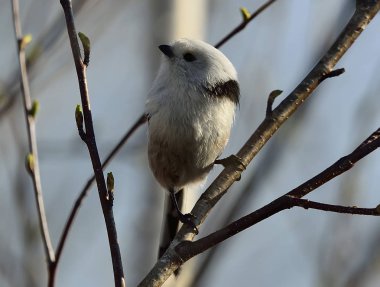 Uzun kuyruklu baştankara bir dalda oturur