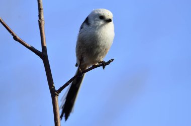 Uzun kuyruklu baştankara bir dalda oturur