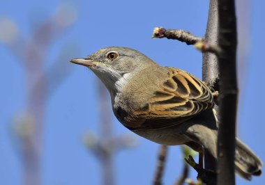 Genel Beyazboğaz (Sylvia Communis)