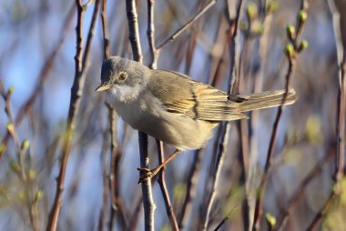 Genel Beyazboğaz (Sylvia Communis)