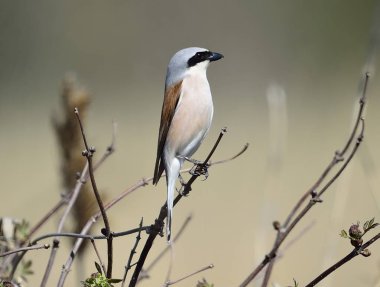 Kızıl sırtlı örümcek kuşu (lanius collurio)